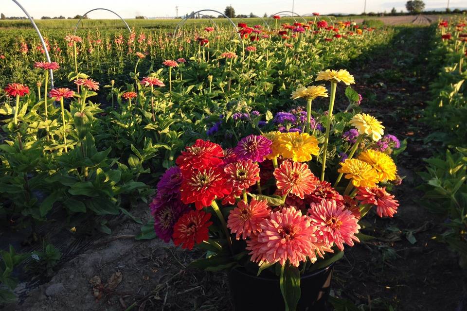 Zinnia bucket in the field