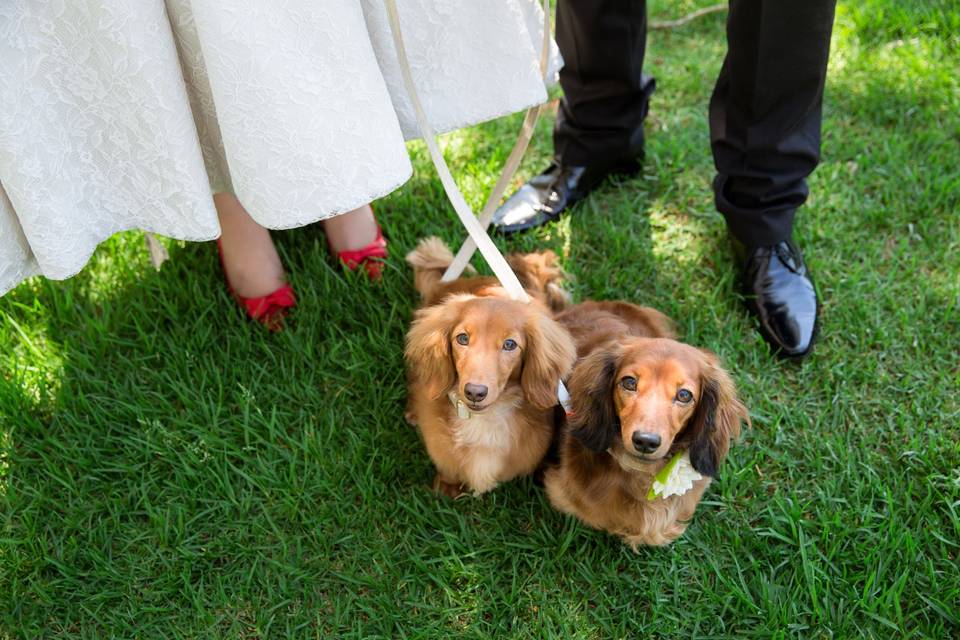 Sweet dachshunds