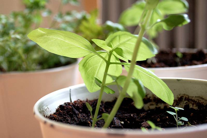 Seed Paper Herbs