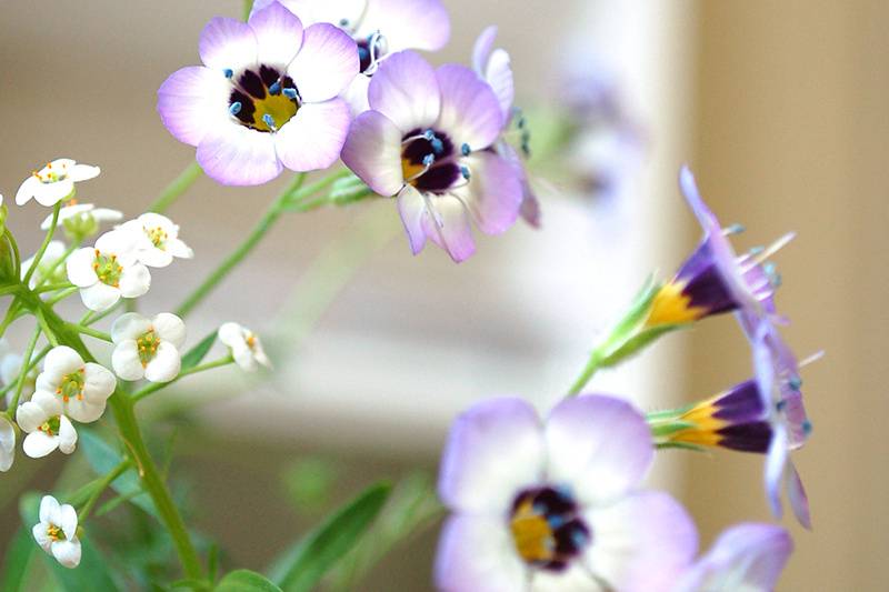 Seed Paper Wildflowers