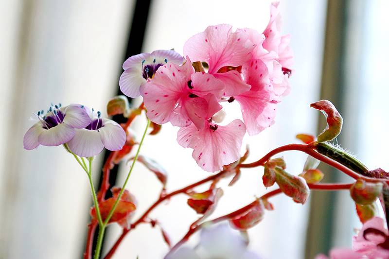 Seed Paper Wildflowers