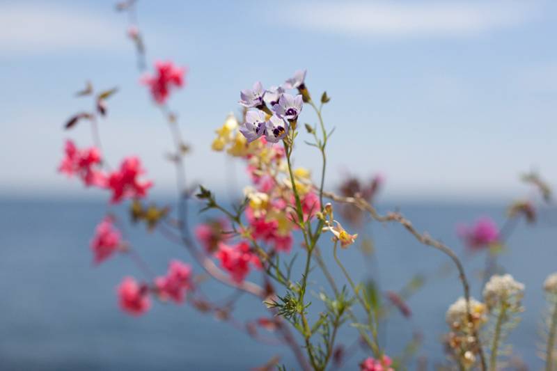 Seed Paper Wildflowers