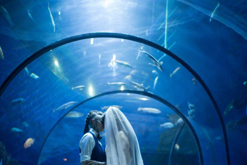 Aquarium wedding