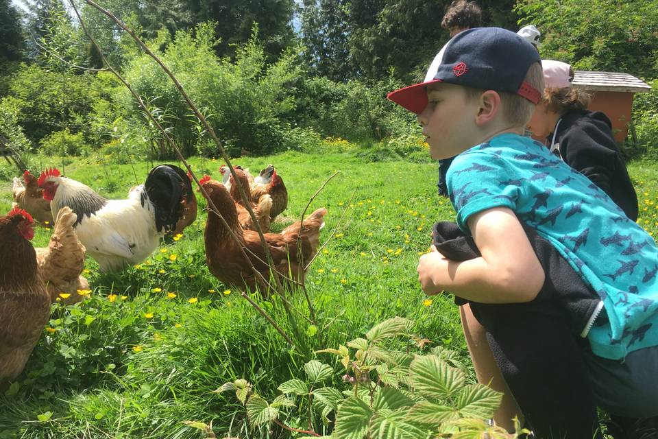 Kids love chickens