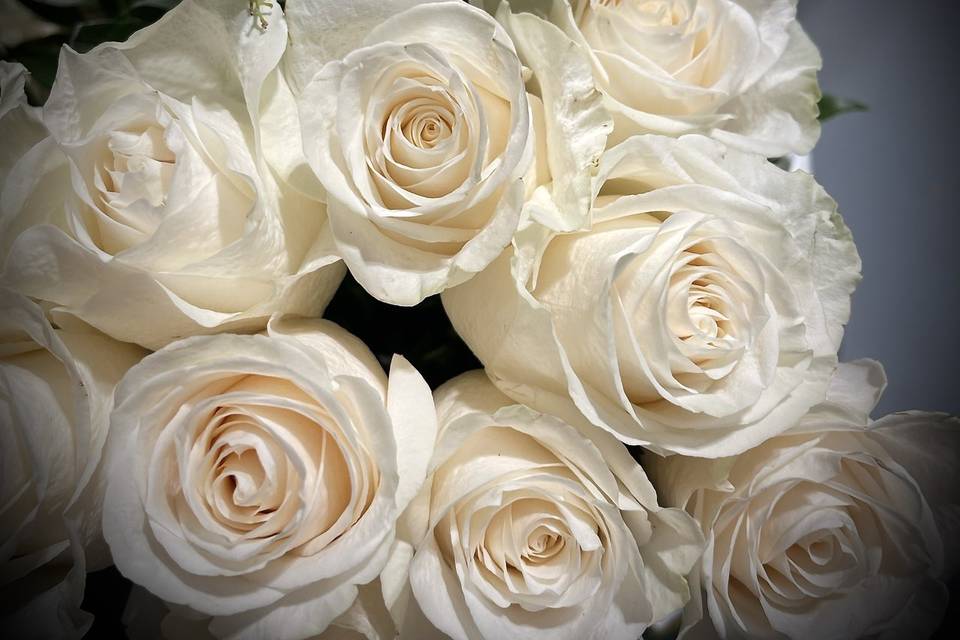 Cream Rose