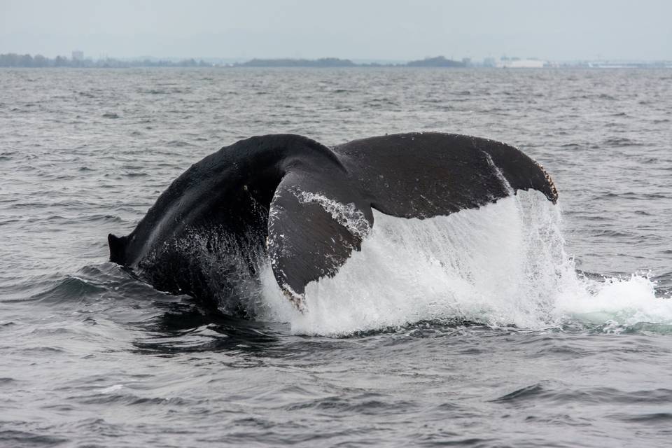 Wild Whales Vancouver