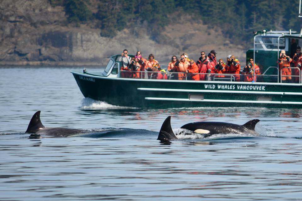 Wild Whales Vancouver