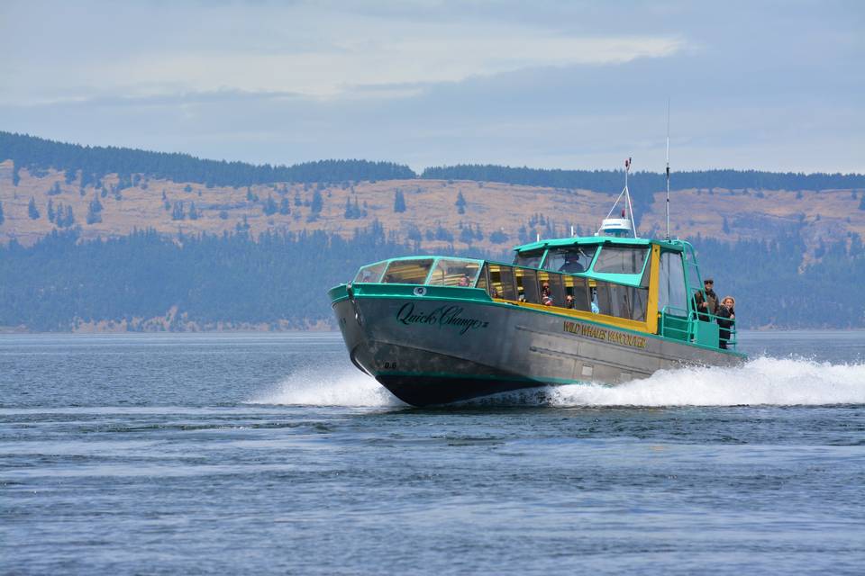 Wild Whales Vancouver