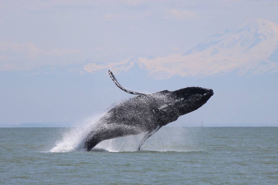 Wild Whales Vancouver
