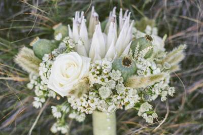 Protea in the Bad Lands