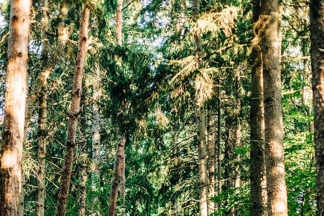 Forest Elopement