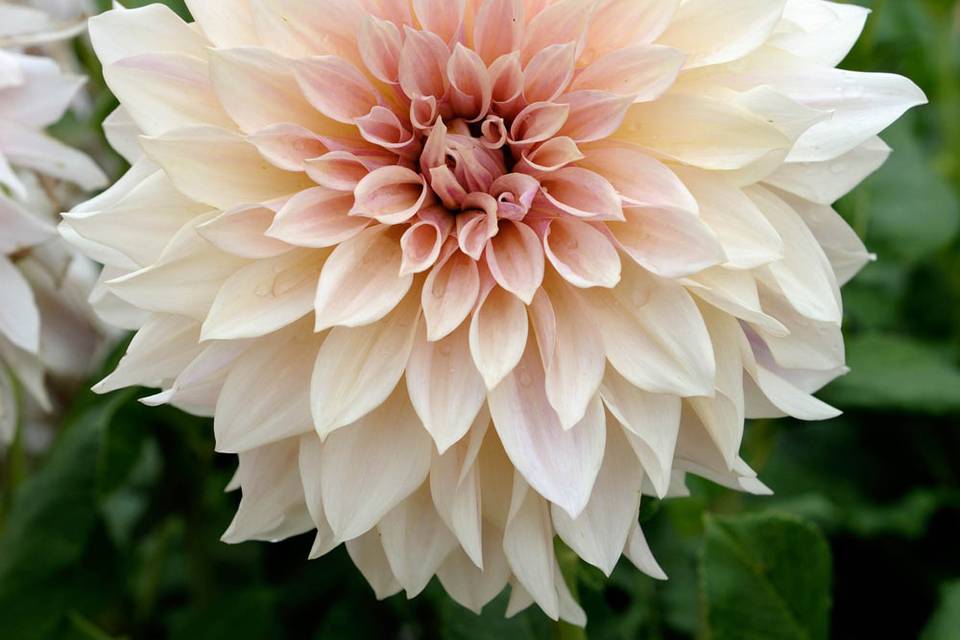 Cafe au lait dahlia