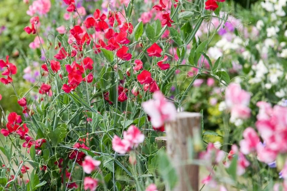 Sweet peas