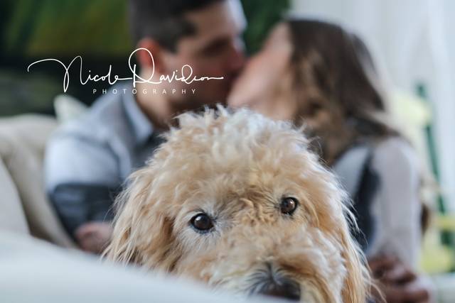 Pooch Pictures