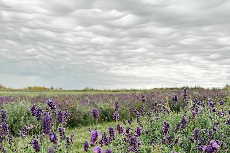 Lavender Fields and Clouds