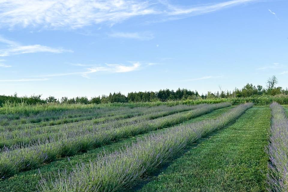 Lavender Field in Bloom