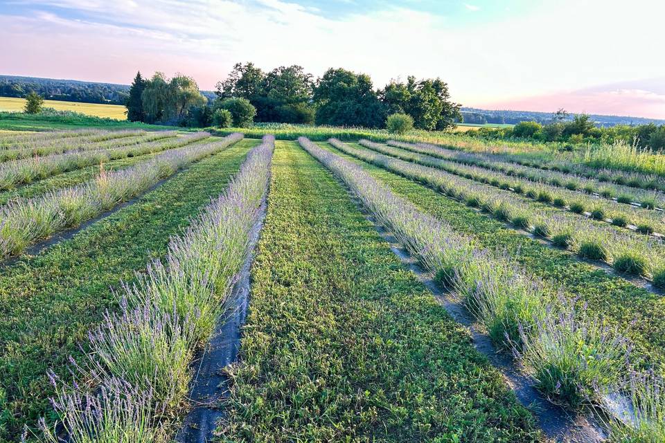 Lavender field in bloom