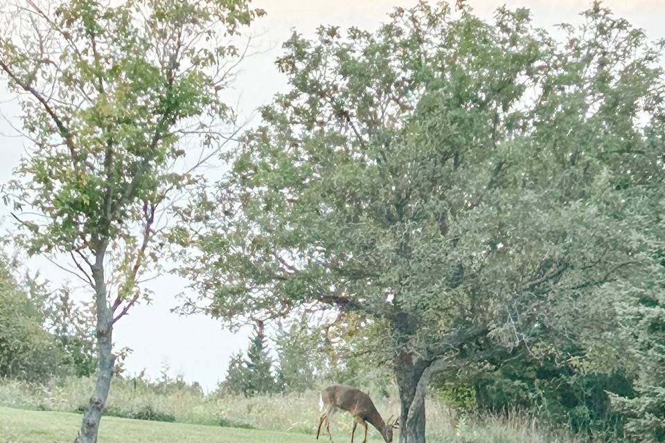 Deer enjoying the Apples