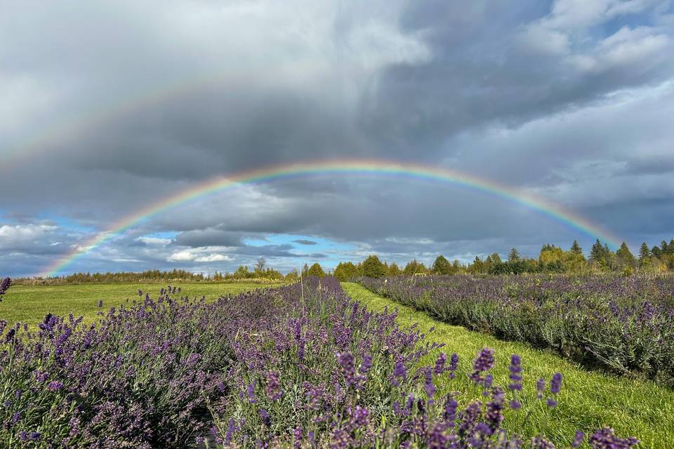 Rainbow over Lavender Fields