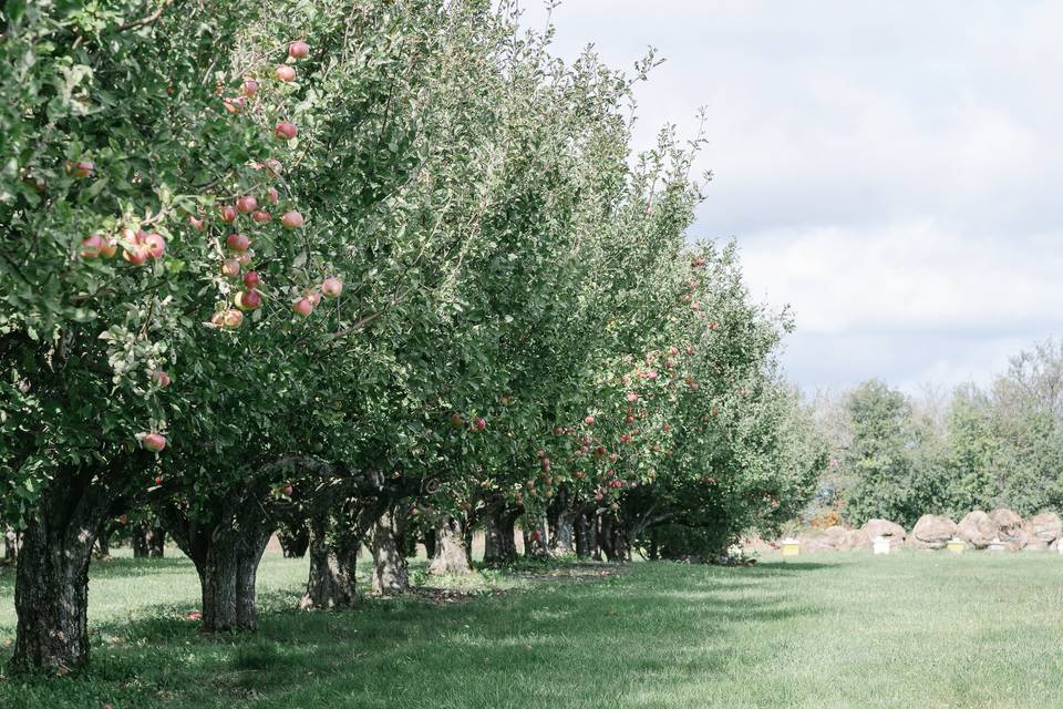 The Majestic Tree Canopies