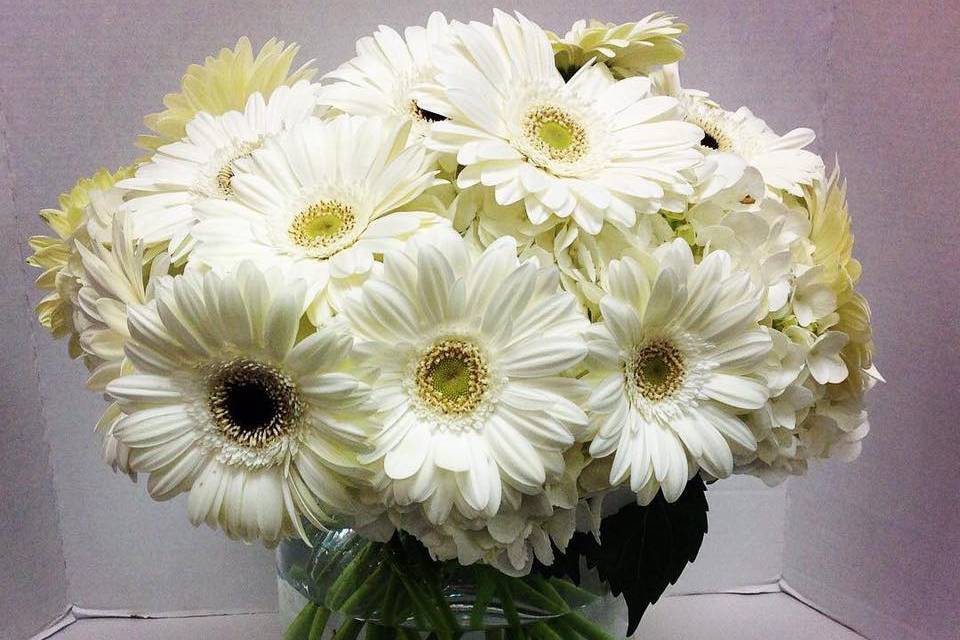White gerber daisy bouquet