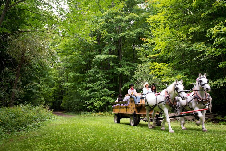 Horse draw wagon ride