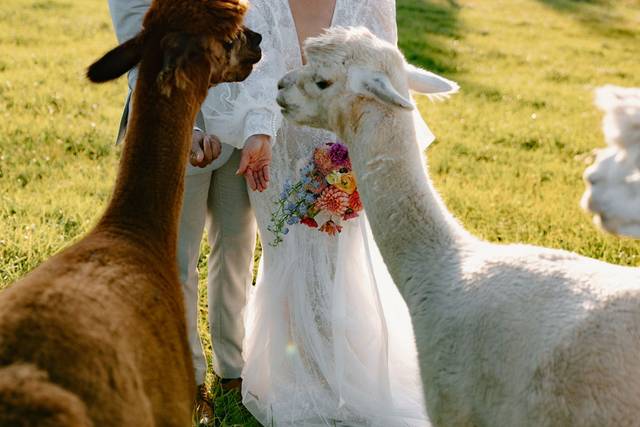 Alpacas