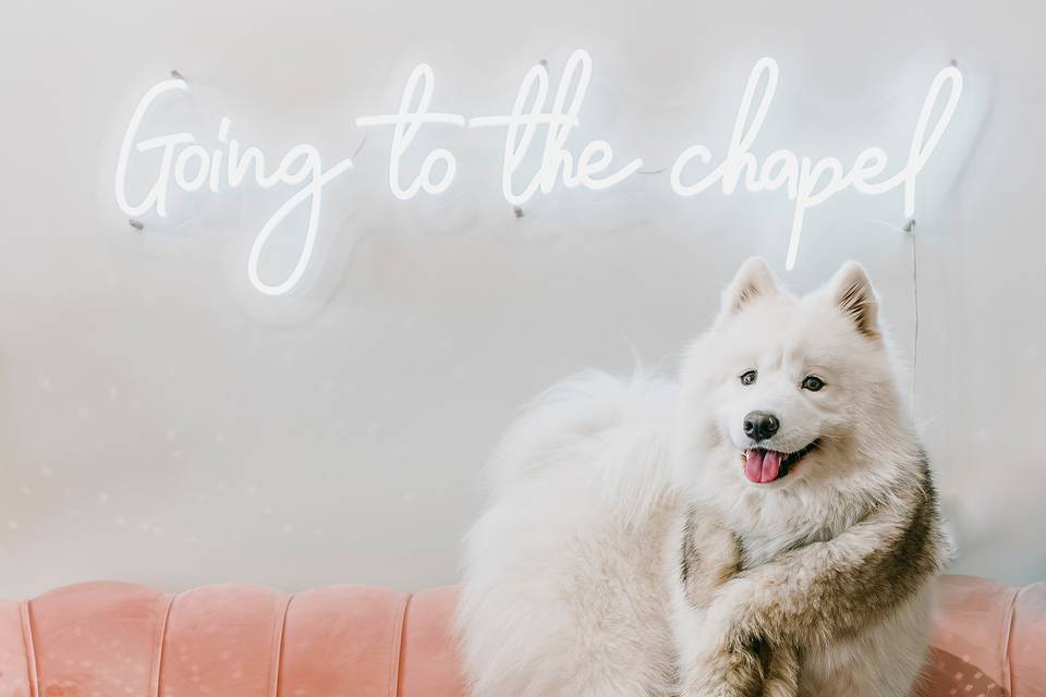 For the dogs