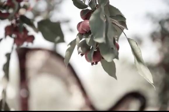 Crabapples with harp