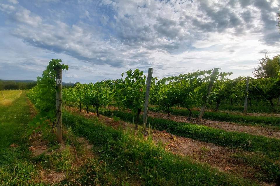 Sainte-Famille Winery