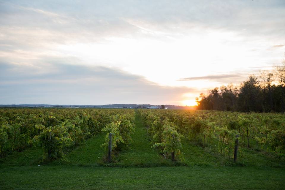 Holland Marsh Wineries