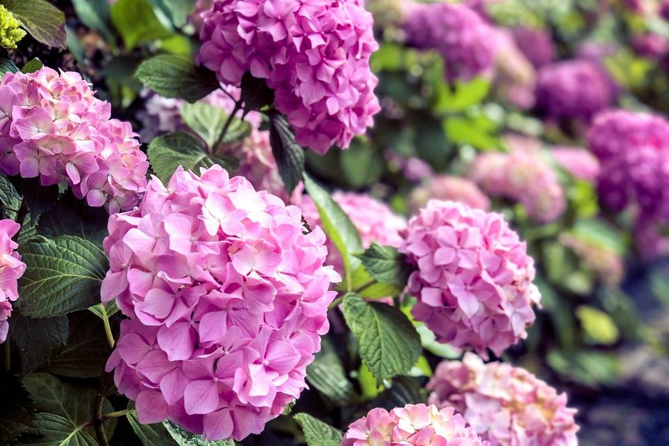 Line of Flowering Shrubs
