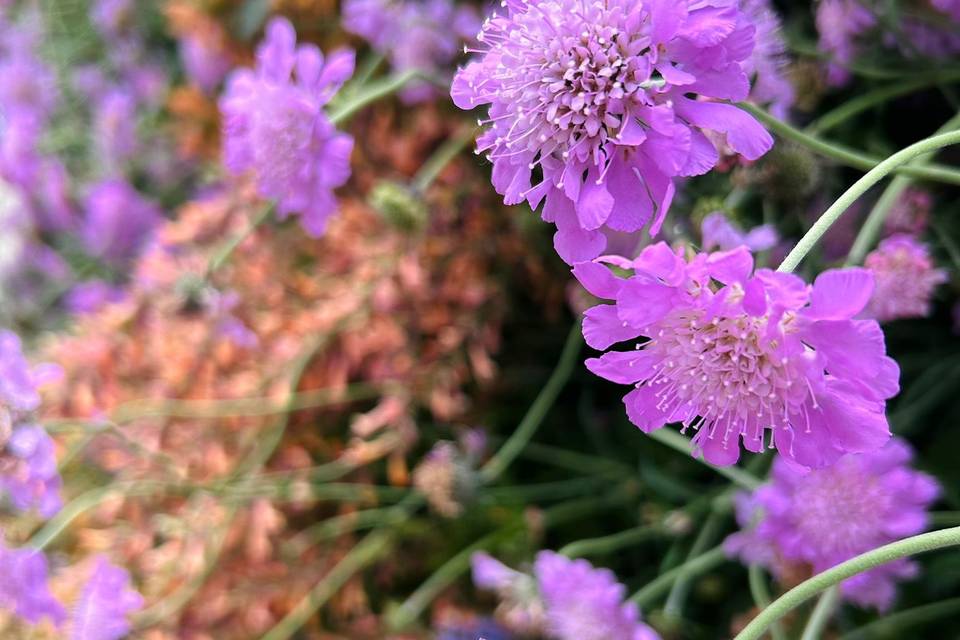 Pincushion Flowers