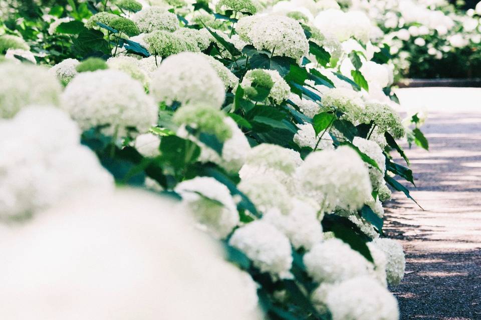 Line of Flowering Shrubs