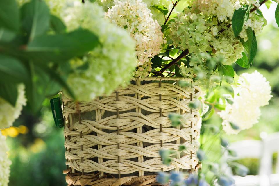Hydrangea Shrubs