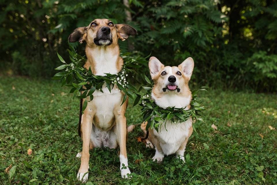 Owen Sound Wedding, Dogs