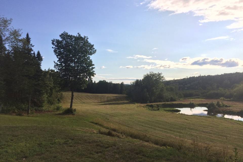 View of field & pond