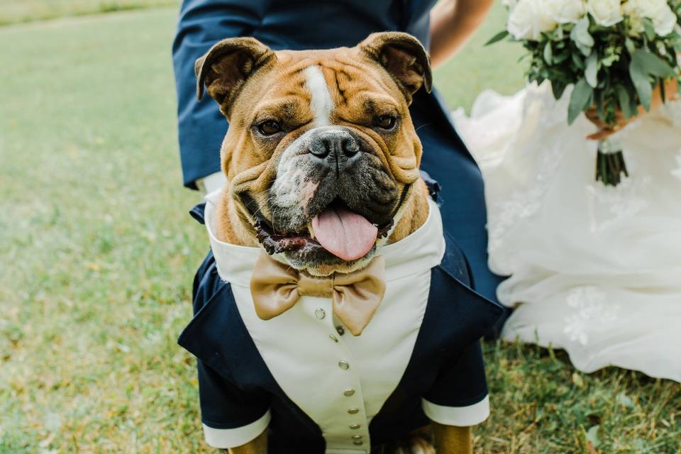 Bridal party pup