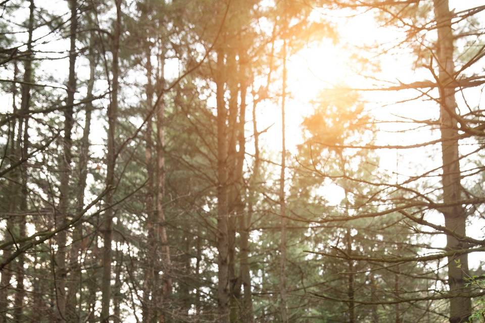 Woods