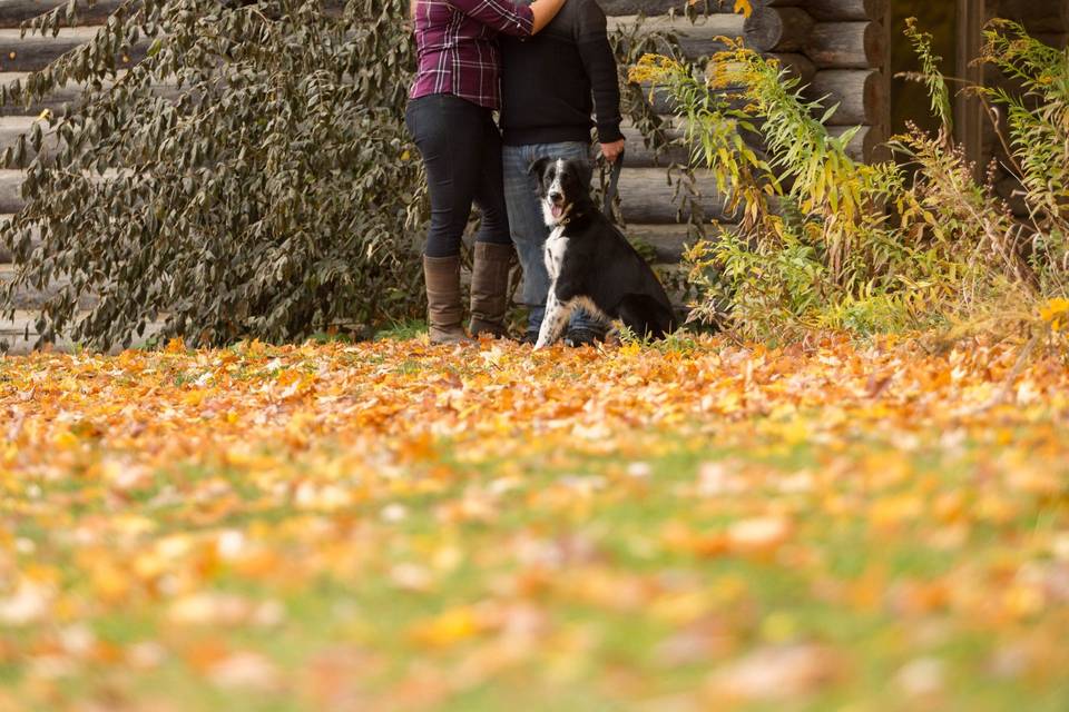 Autumn dog