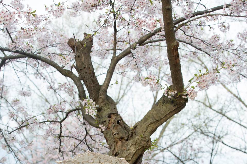 Cherry blossoms