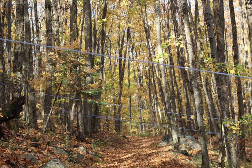 Maple Bluff Farm/Rooted Forest Apothecary