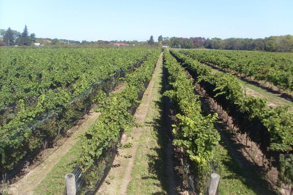 Vineyard