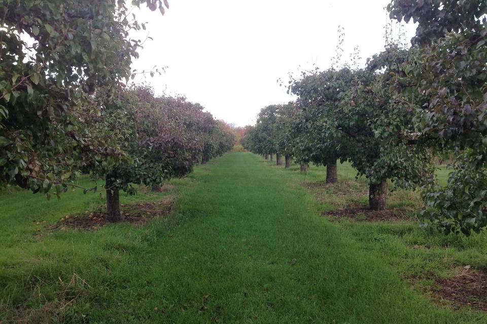 Orchard