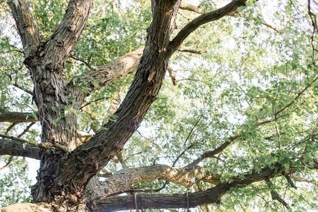 Glen Drummond Farm Wedding