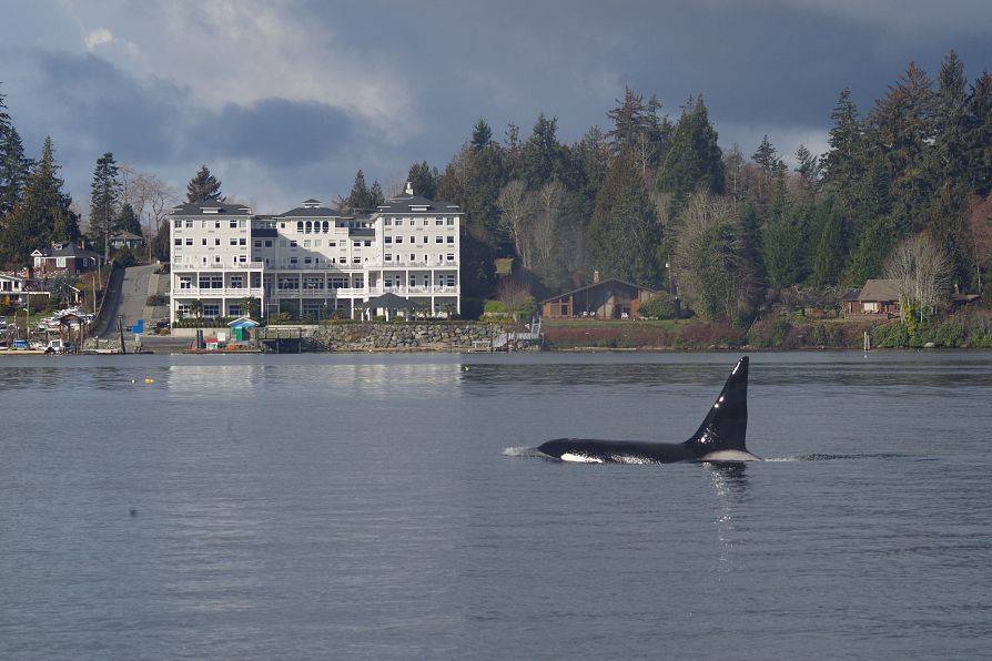 Sooke Basin