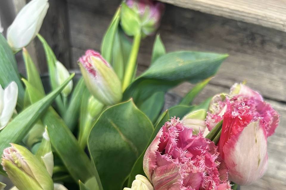 Specialty double fringe tulips