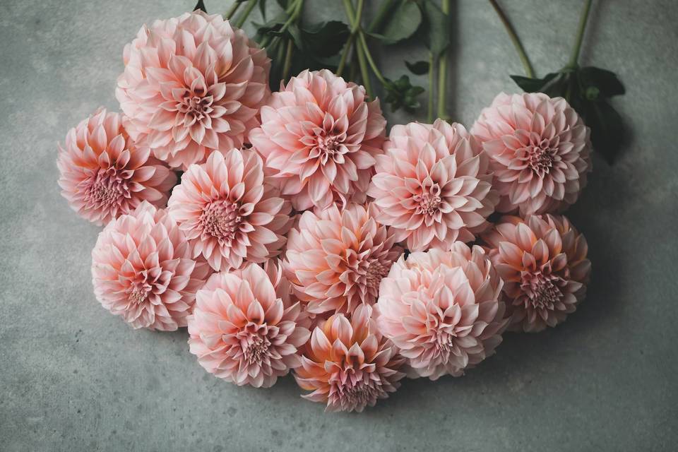 Dahlias, our go-to!