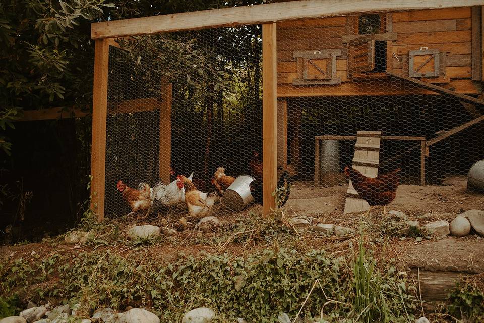 Chicken coop