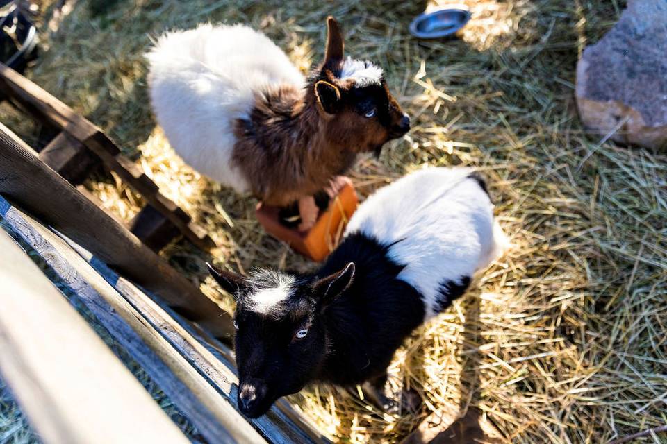 Our goats Please And Thank You